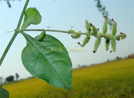  Leaf